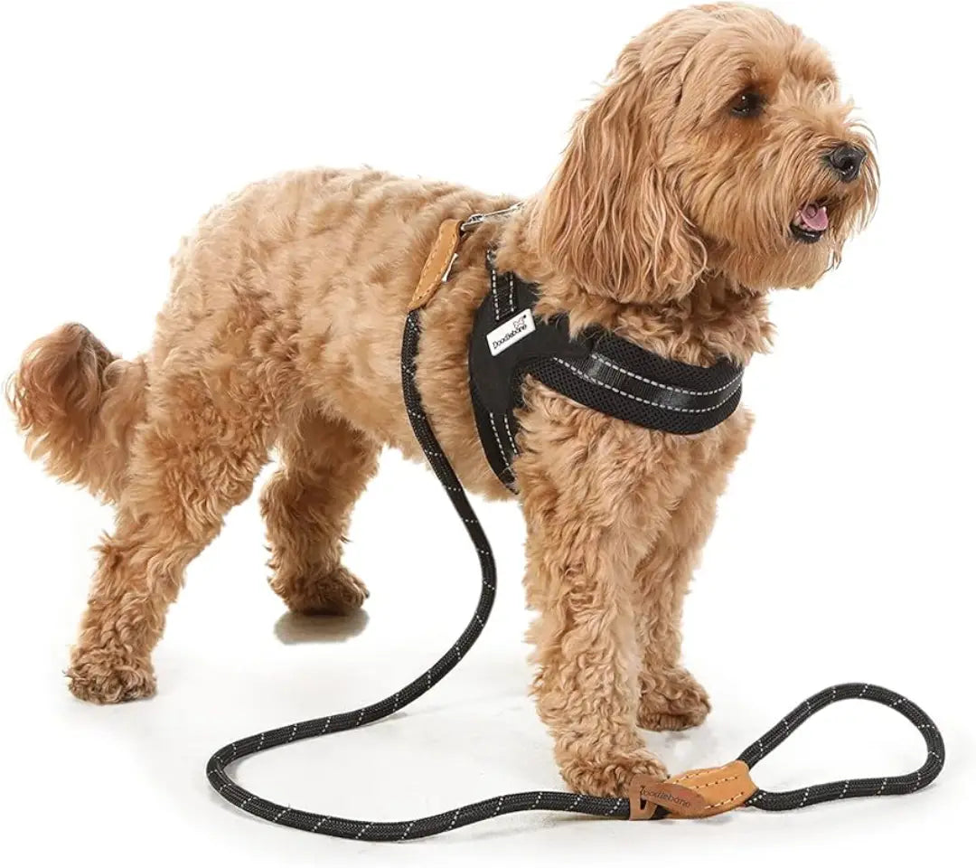 Doodlebone Boomerang Dog Harness