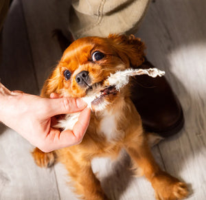 Small brown dog chewing on a toy held by a person's hand.