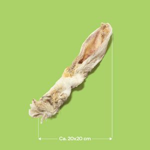 Dried animal product on a green background with dimensions indicated