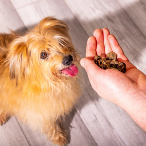 Dog looking at a hand holding dog treats on a wooden floor