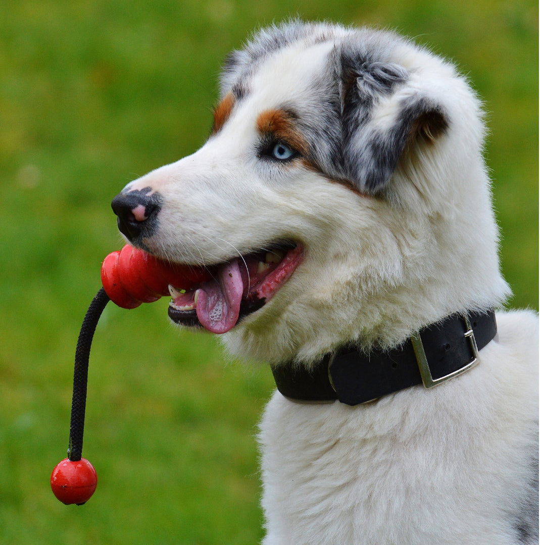 Tough Dog Toy