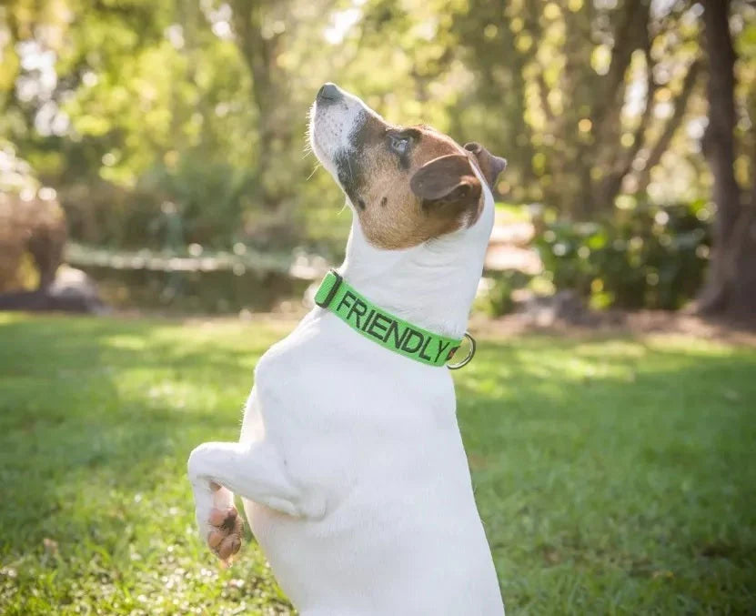 Embroidered 'Friendly' Green Dog Collar