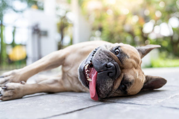 When is it too hot to walk a dog?