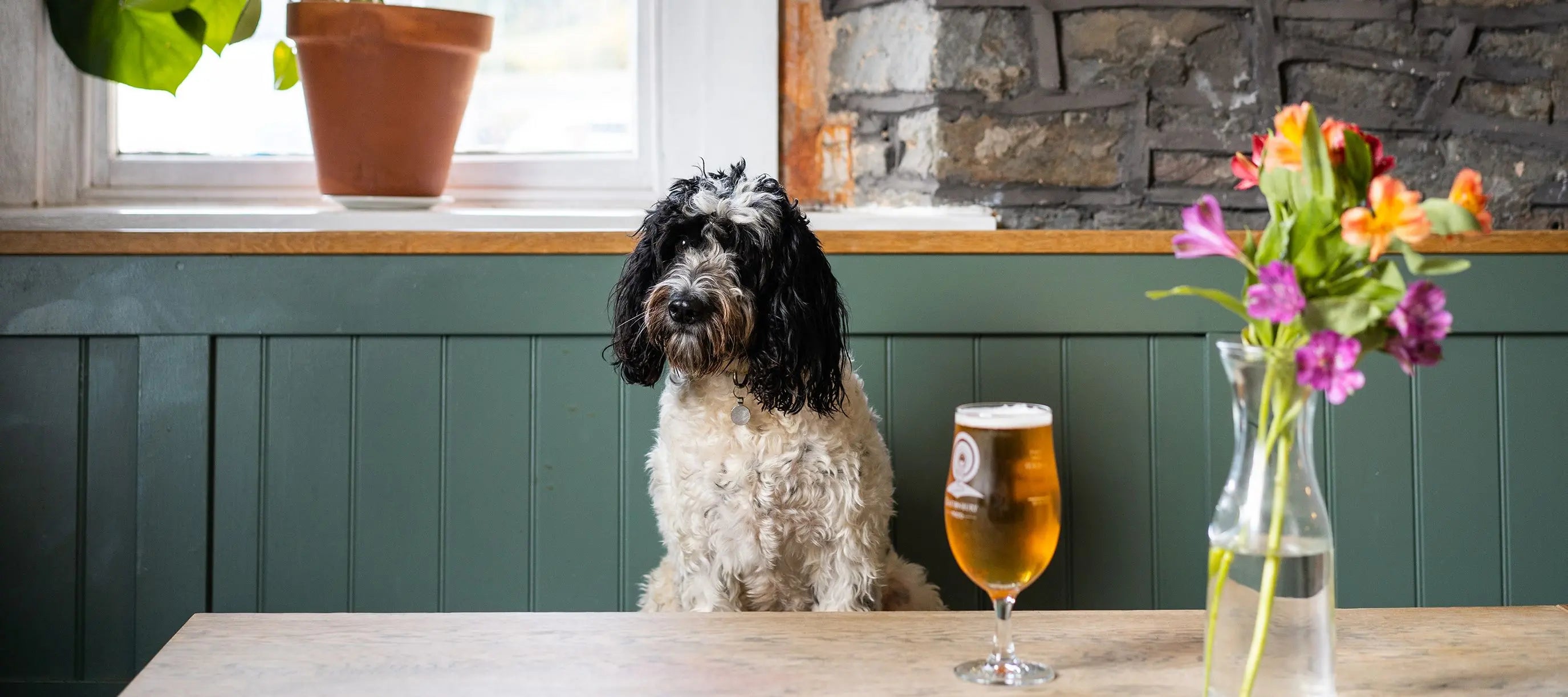 Exploring the UK's Dog-Friendly Venues: From Pubs to Cinemas