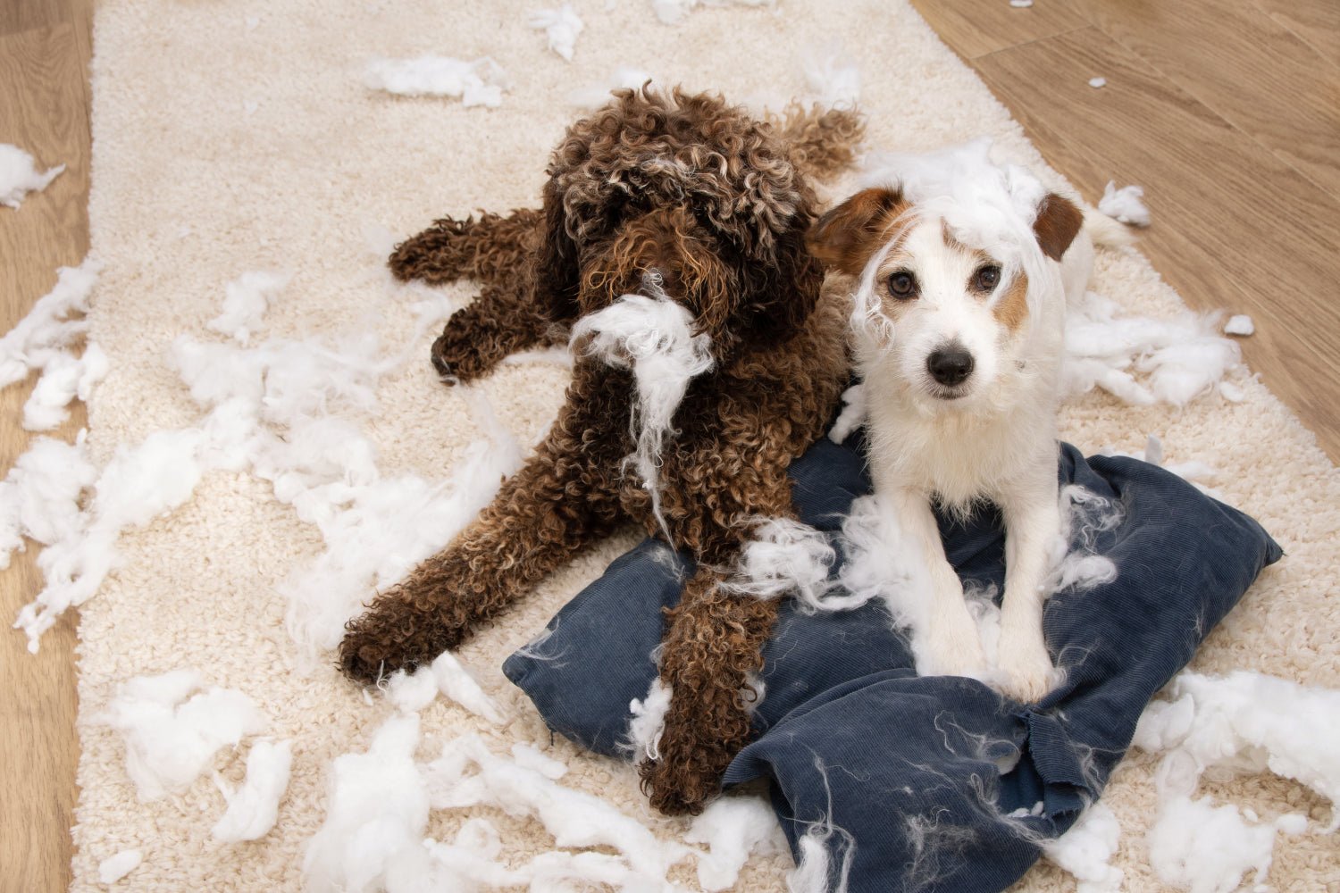 Helping Your Dog Cope: A Guide to Tackling Separation Anxiety in Dogs - Pawfecthome