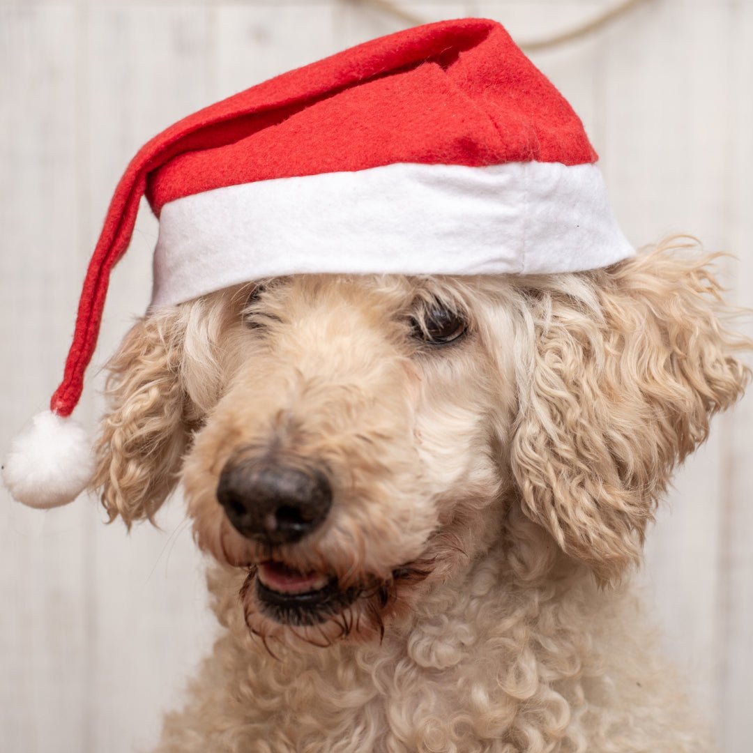 Important Holiday Alert: Protect Your Pup from Chocolate Dangers - Pawfecthome