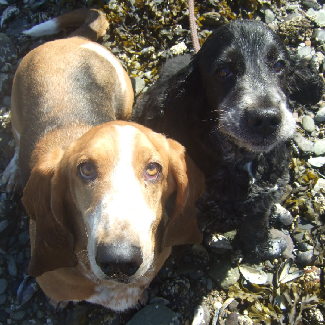 image of two dogs sitting on a beach posing for the camera 