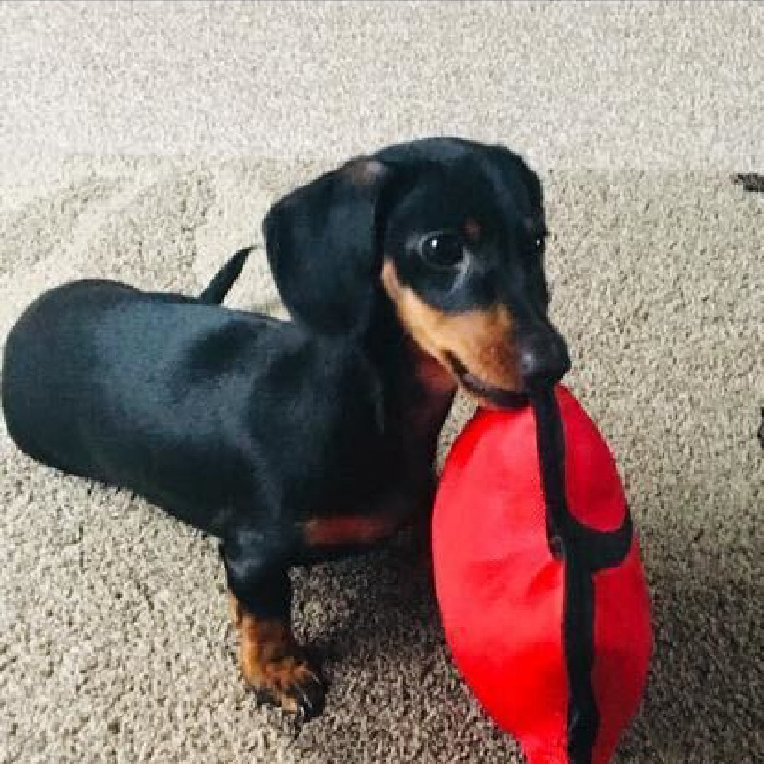 image of basil the dog carrying a red pouch bag 