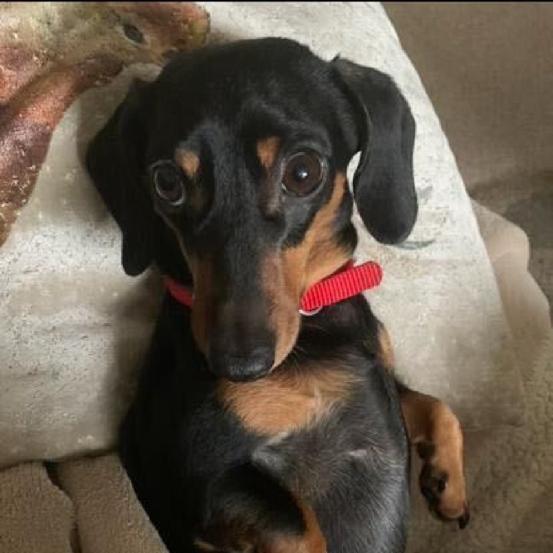 image of basil the dog posing for the camera 