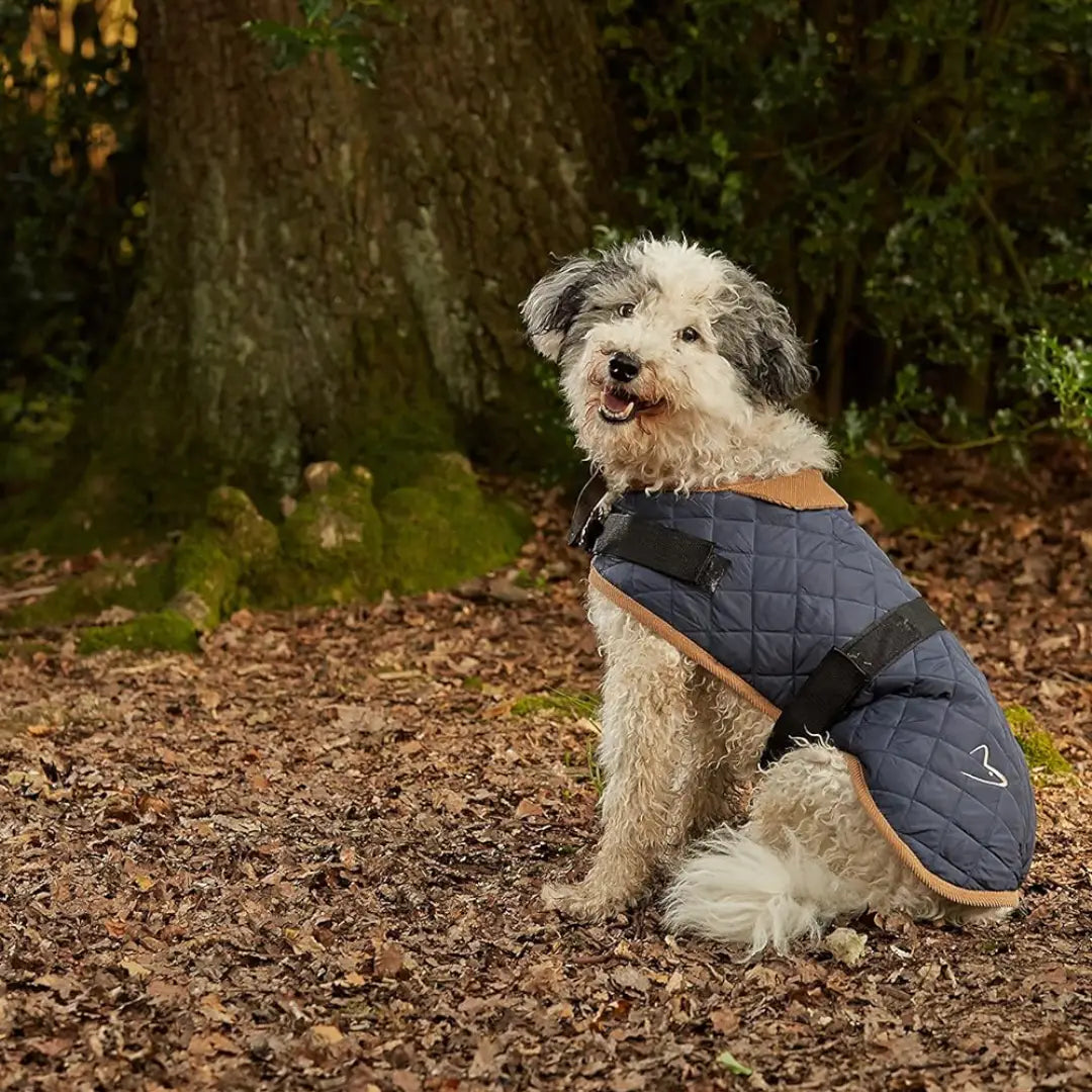 worcester dog coat