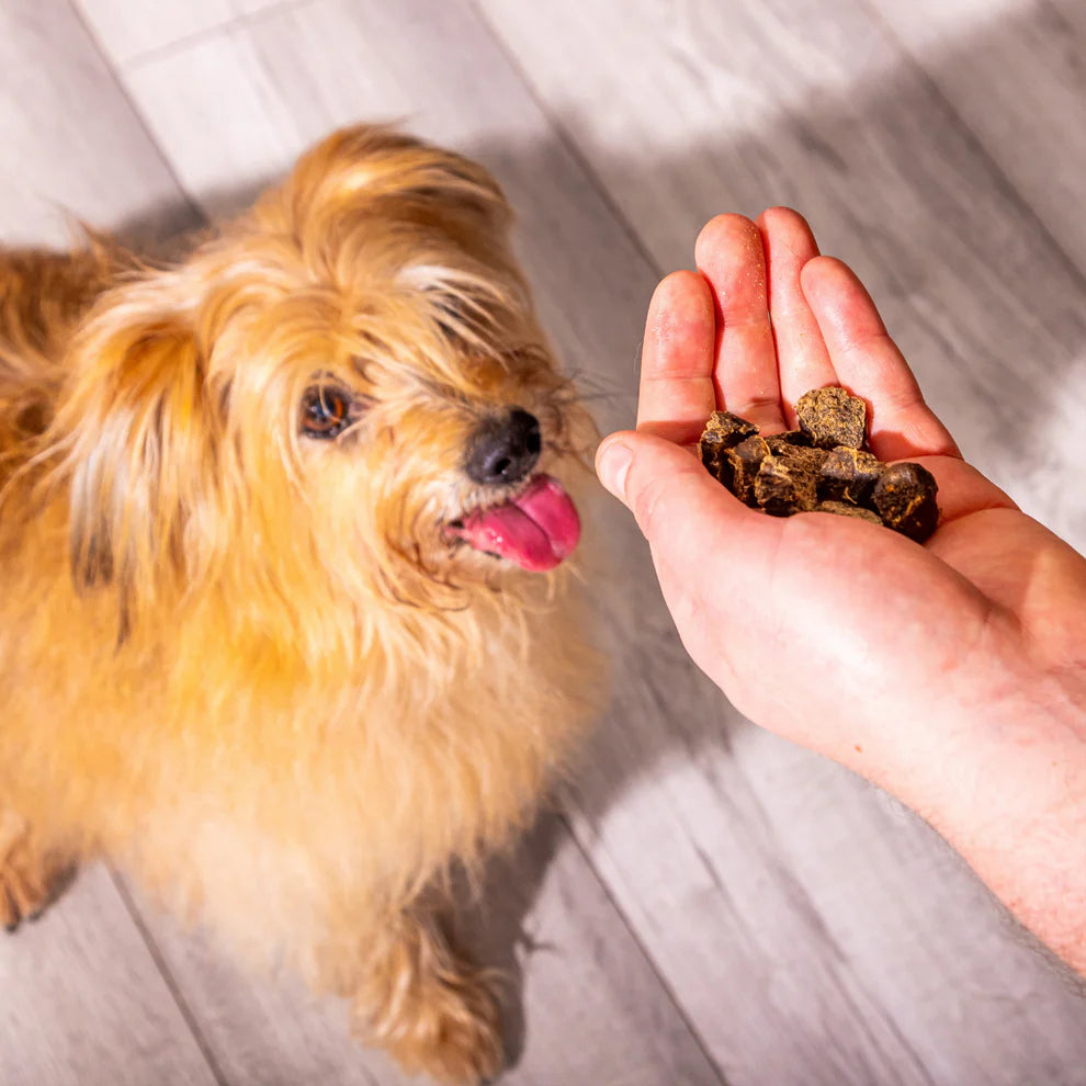 Dog looking at a hand holding dog treats on a wooden floor