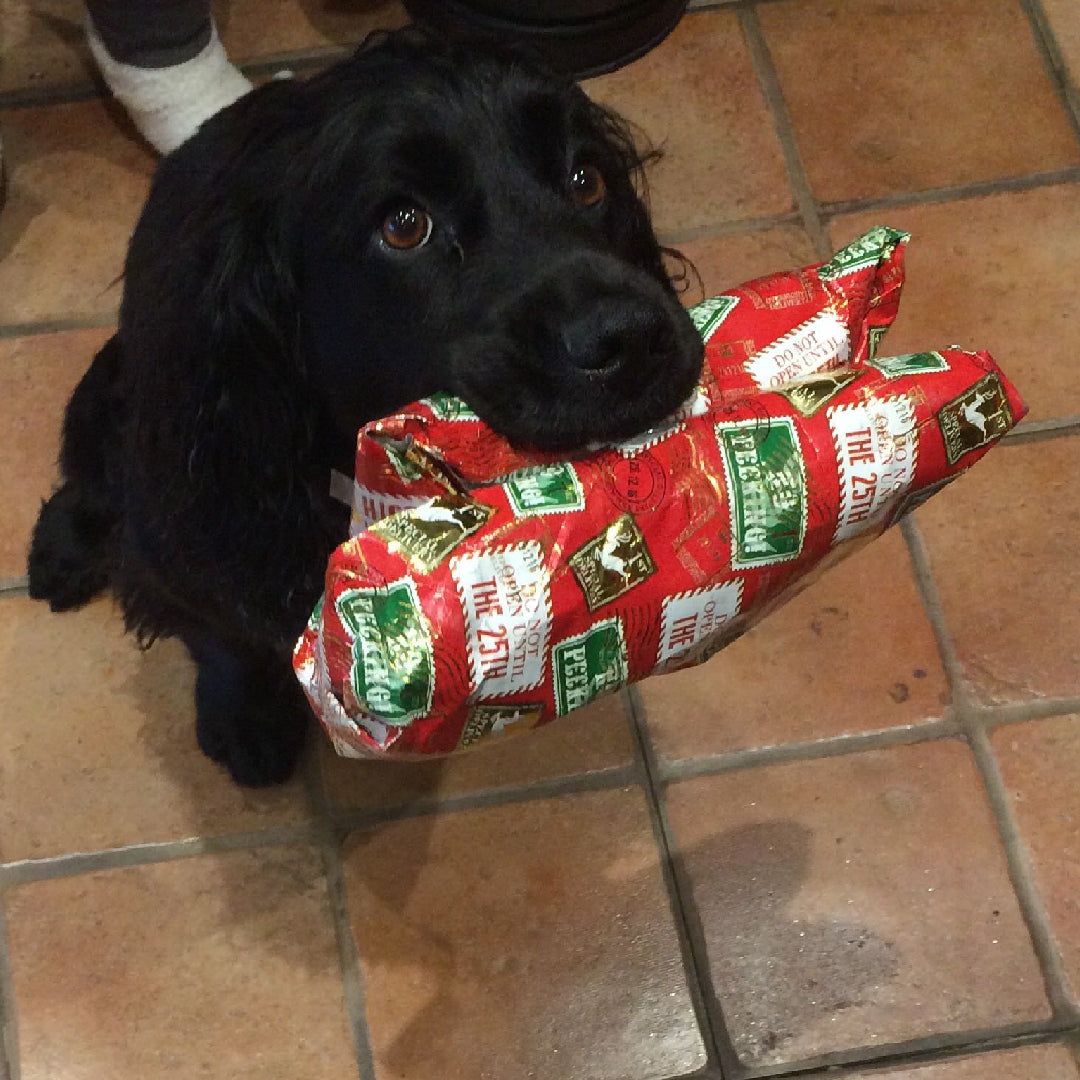 image of humphrey holding a christmas cracker in his mouth 