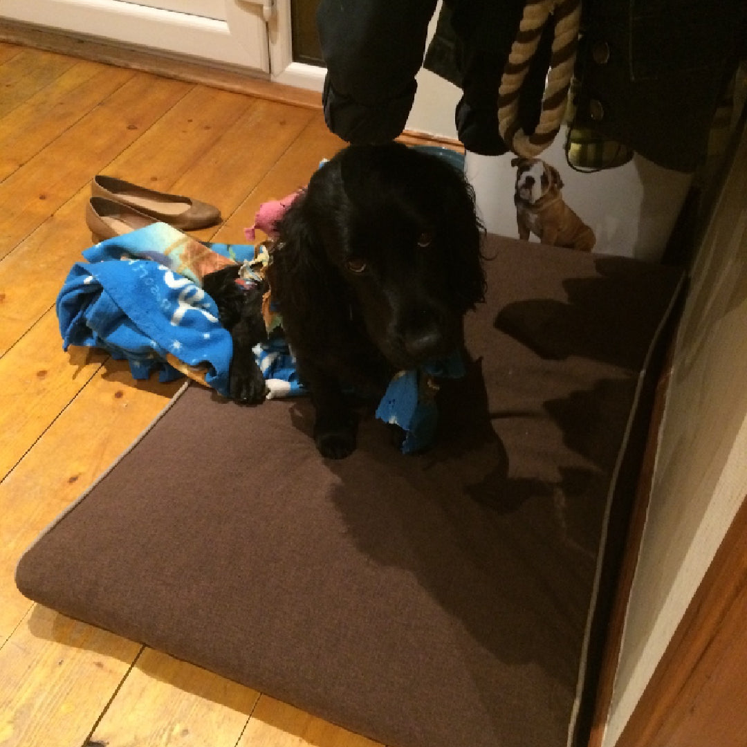 image of humphrey the dog sitting looking shy on his dog bed 