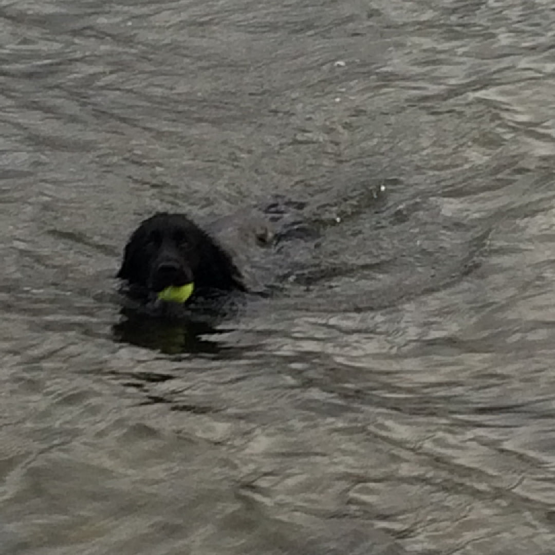 image of humphrey the dog swimming in the loch 