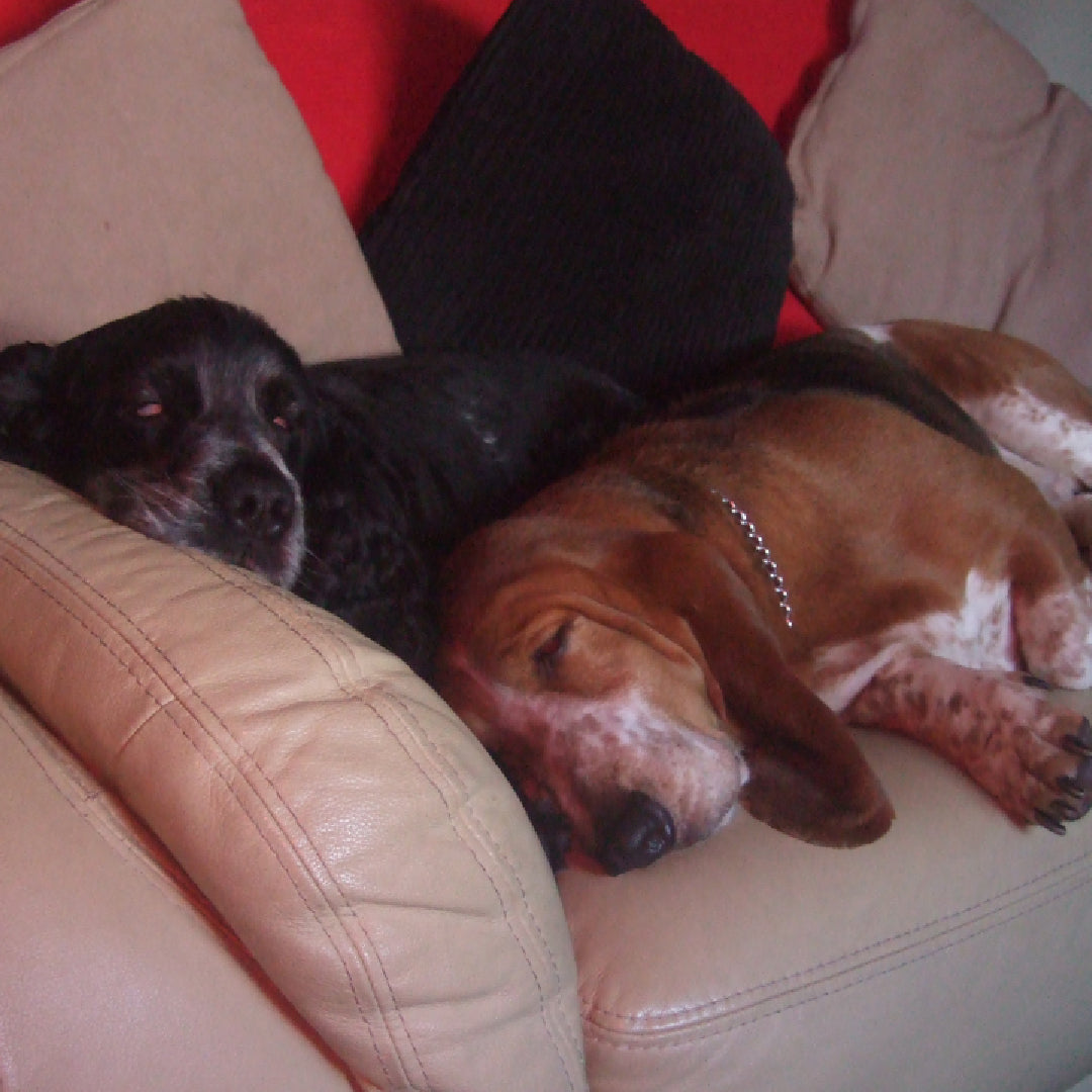 image of two dogs lying on a sofa sleeping