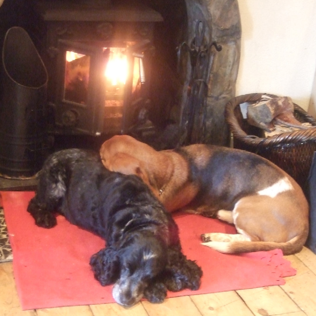 image of two dogs lying in front of an open fire 
