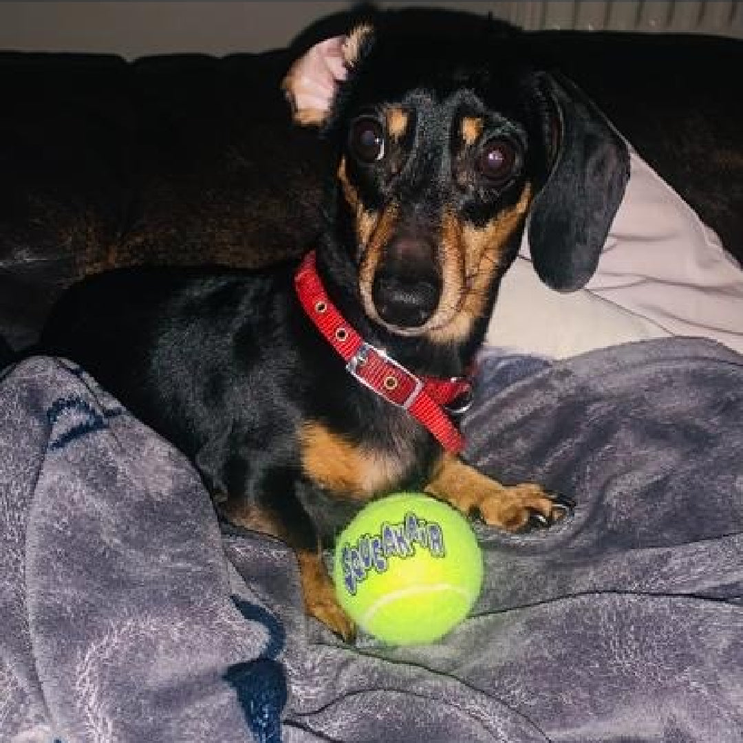 Image of basil the dog playing with a ball 