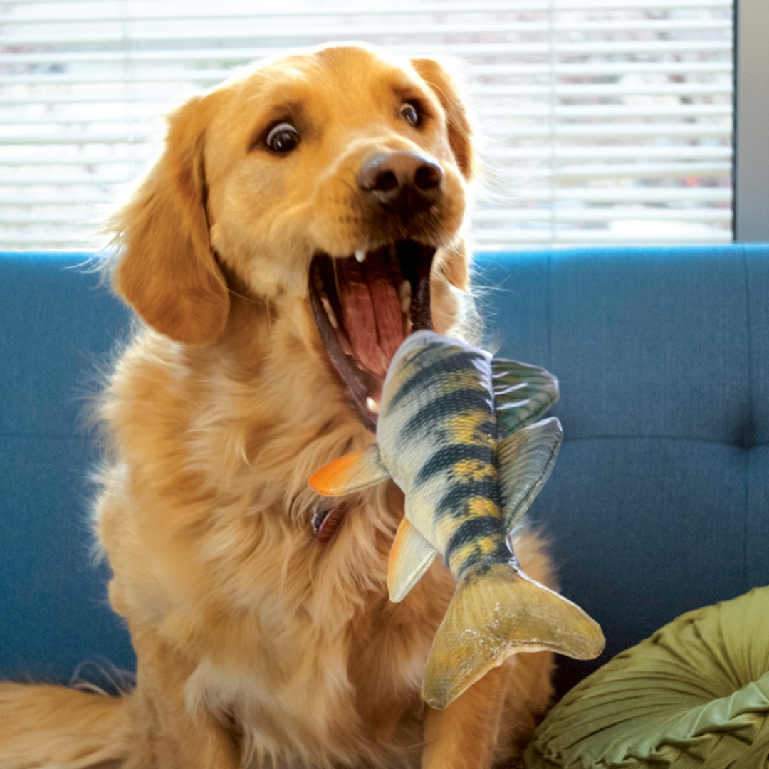 KONG fish dog toy
