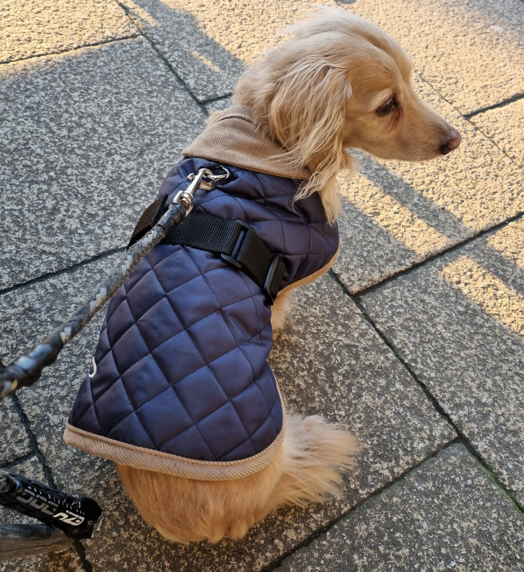 Rocky the Dog wearing a Worcester Dog Coat