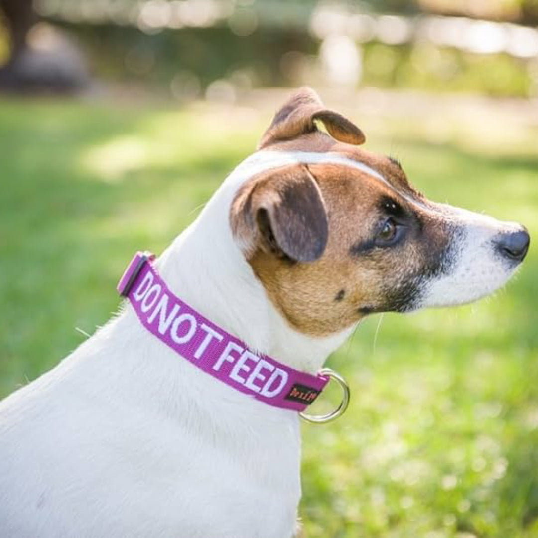 Safety Dog Collar