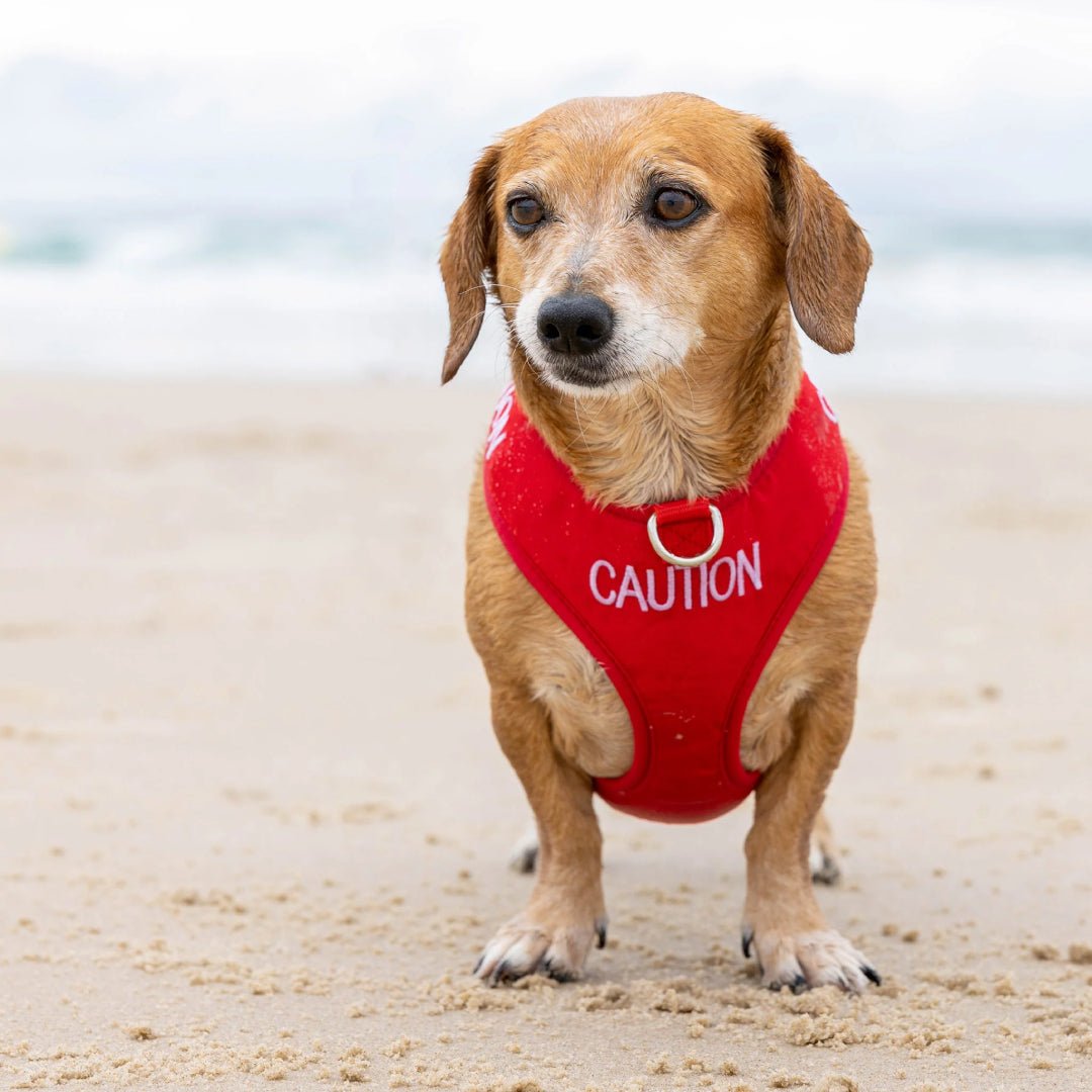 Embroidered 'Caution' Dog Vest Red | Dexil-Pawfecthome
