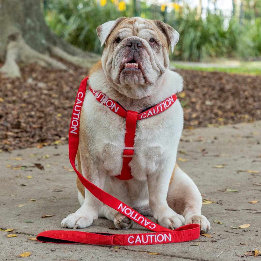 Warning Dog Lead