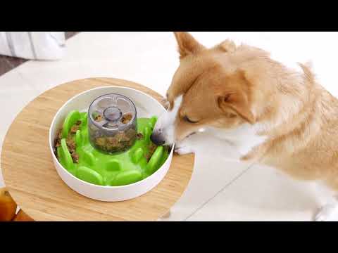 Video Interactive pet feeder- Pawfecthome
