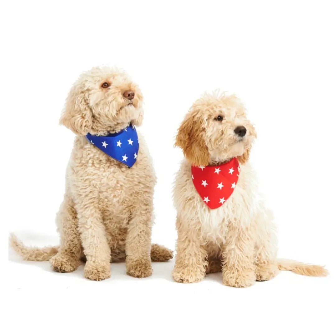 Stylish Dog Bandanas - Blue Star | Pet Pouch Boutique-Pawfecthome
