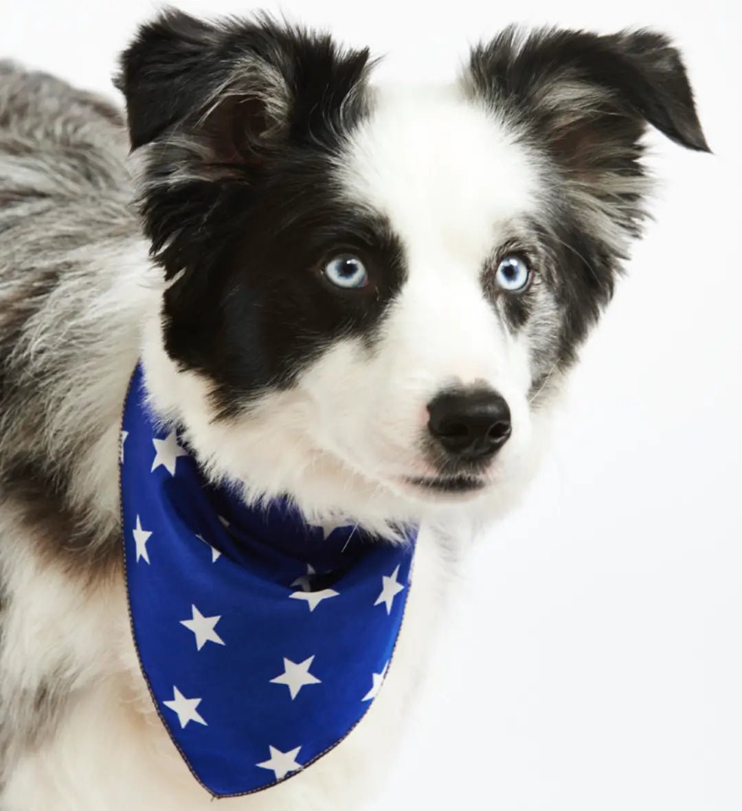 Stylish Dog Bandanas - Blue Star | Pet Pouch Boutique-Pawfecthome